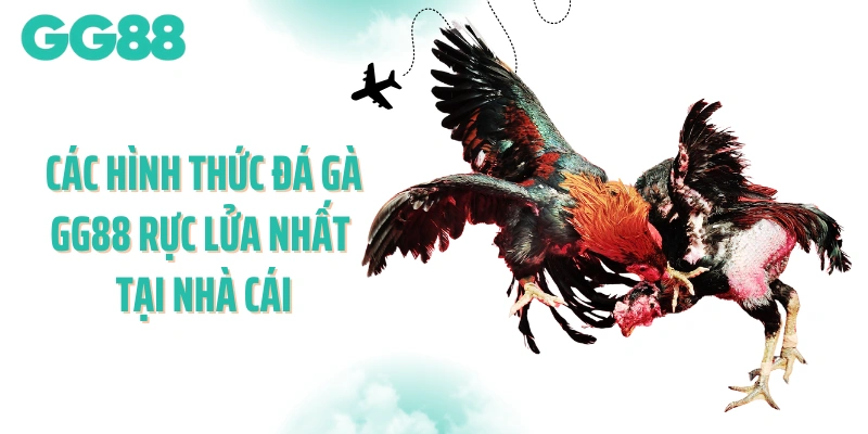 Các hình thức đá gà GG88 rực lửa nhất tại nhà cái